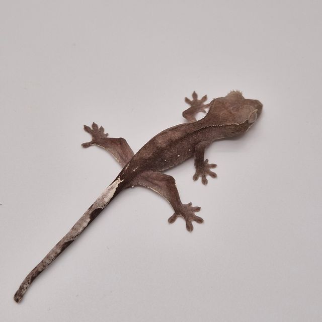 아잔틱 패턴리스