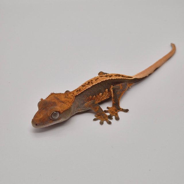 100%헷아잔틱 풀핀