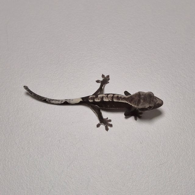 아잔틱