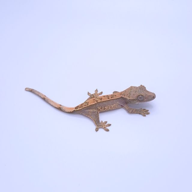 노멀 쿼드