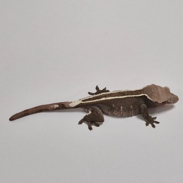 아잔틱 풀핀