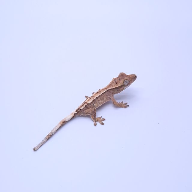 노멀 트라이