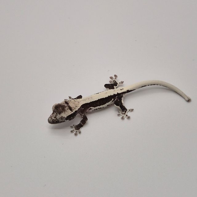 아잔틱 릴잔틱