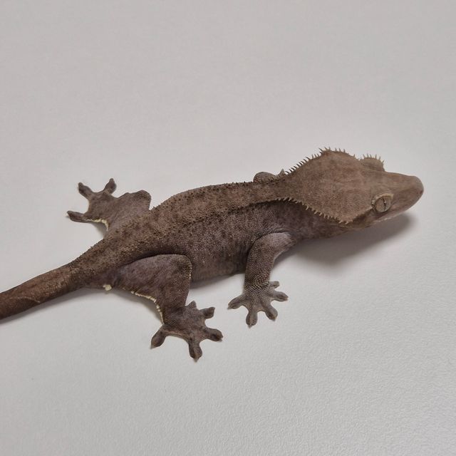 아잔틱