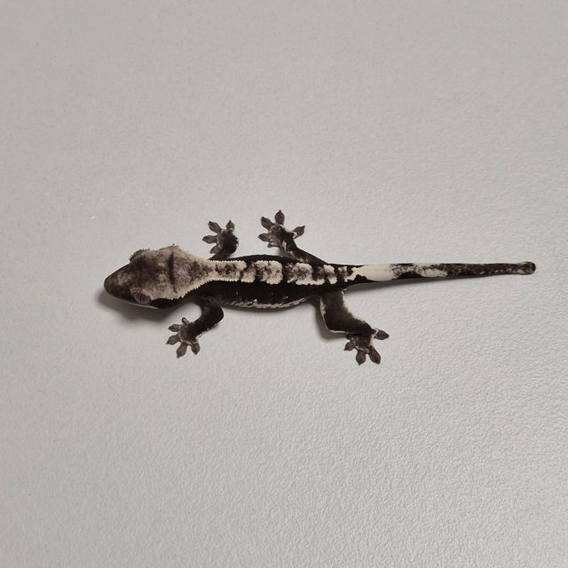아잔틱