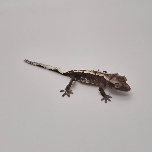 아잔틱