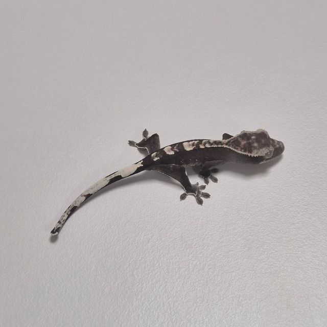 아잔틱