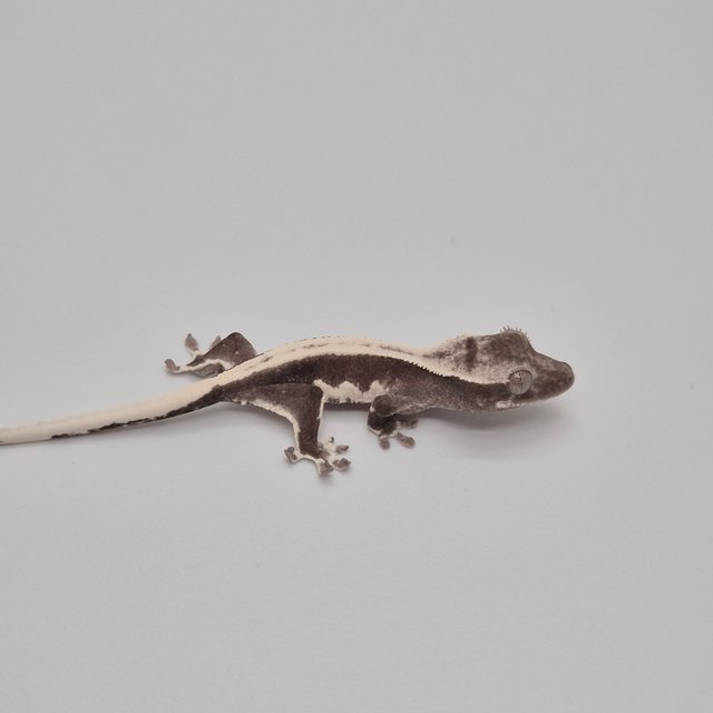 릴잔틱