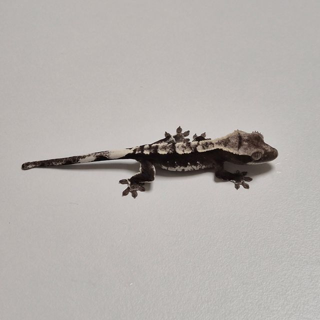 아잔틱