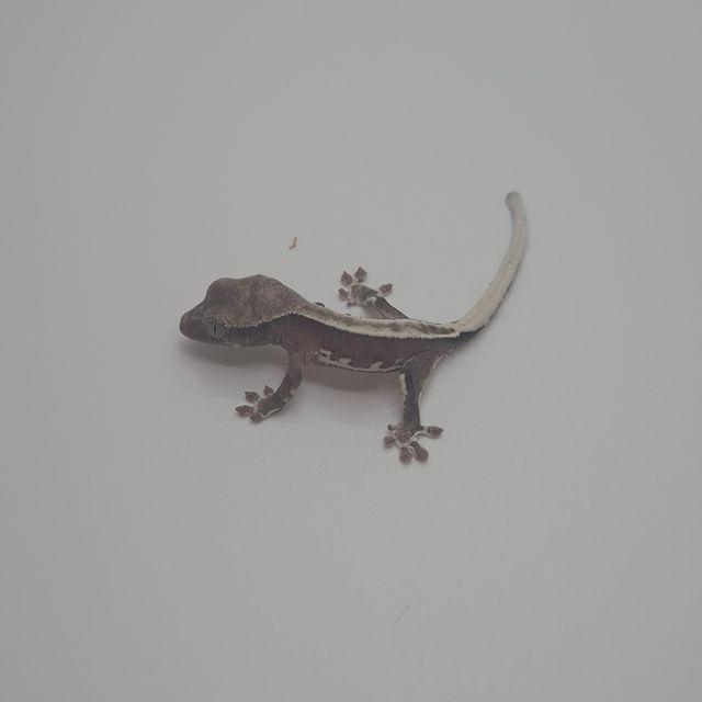 릴잔틱