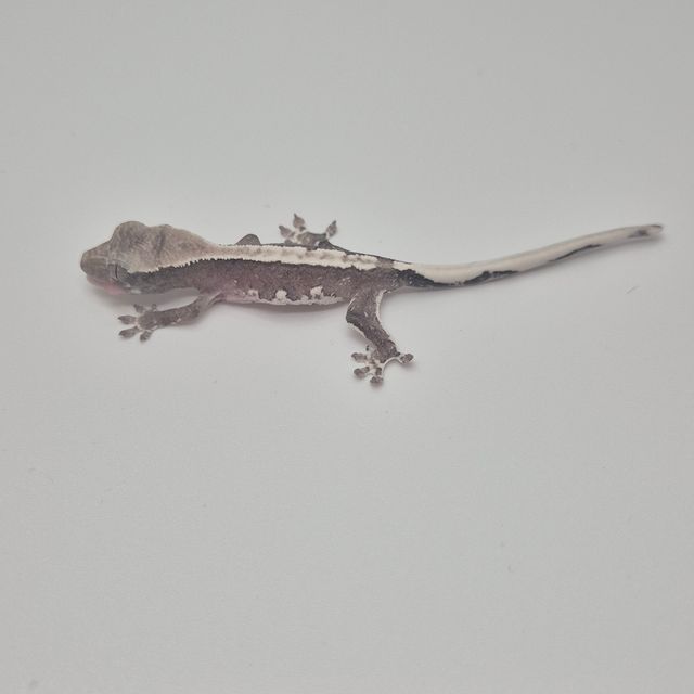 릴잔틱
