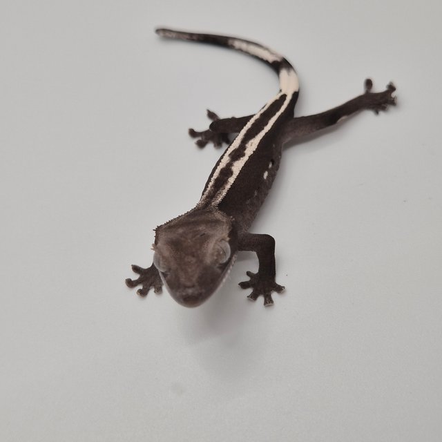 아잔틱