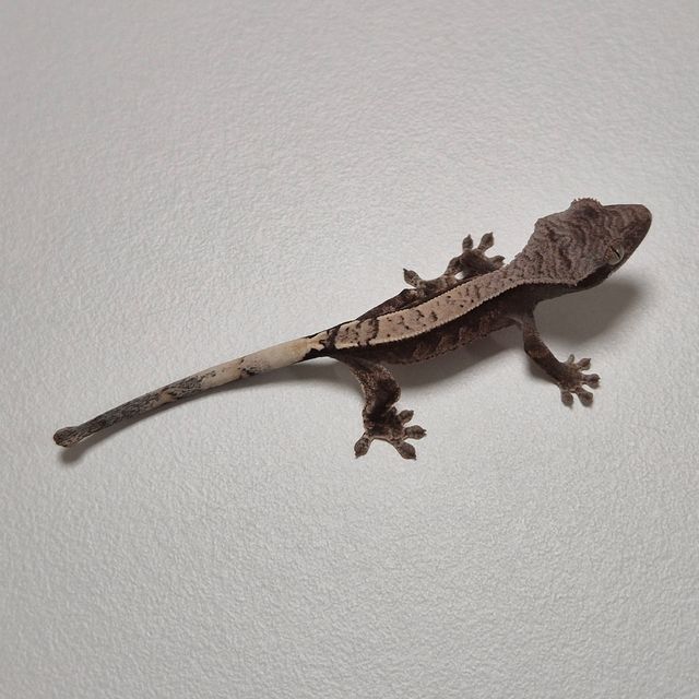 카푸치노 100%헷아잔틱