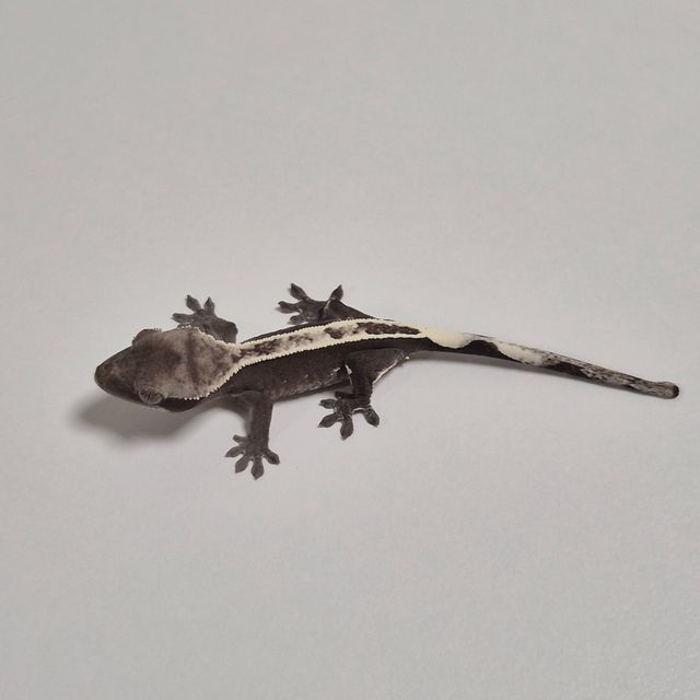 아잔틱 풀핀