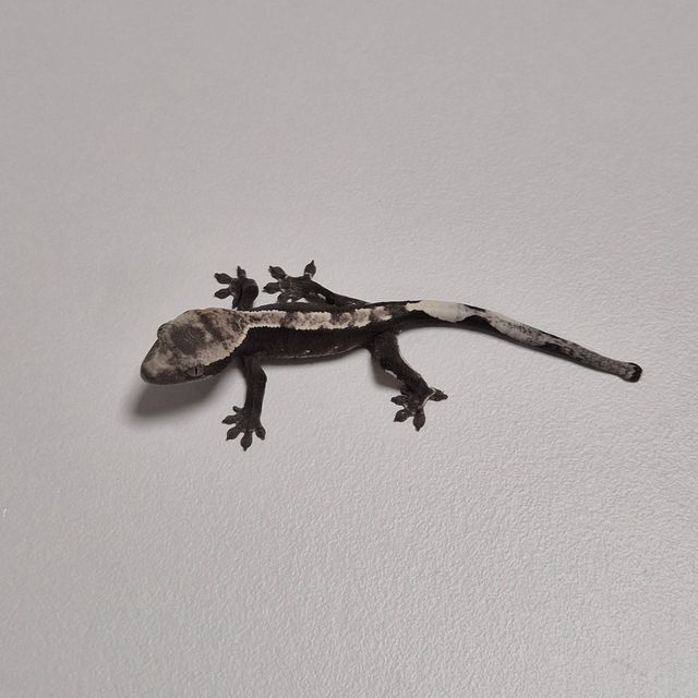 아잔틱