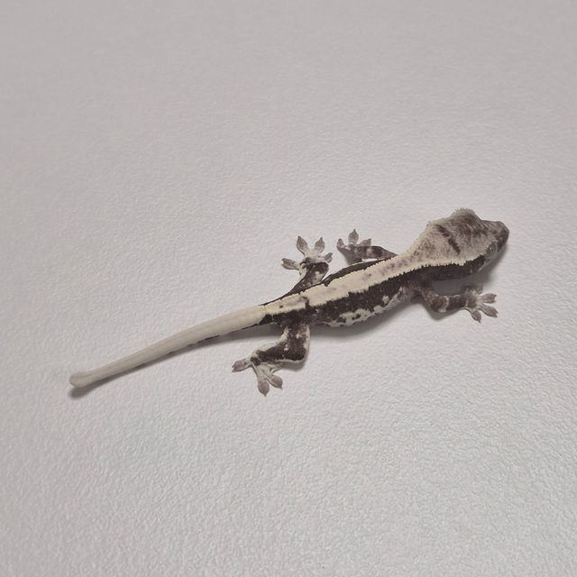 아잔틱 릴잔틱
