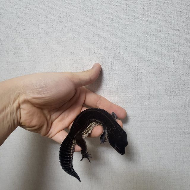 블랙나이트