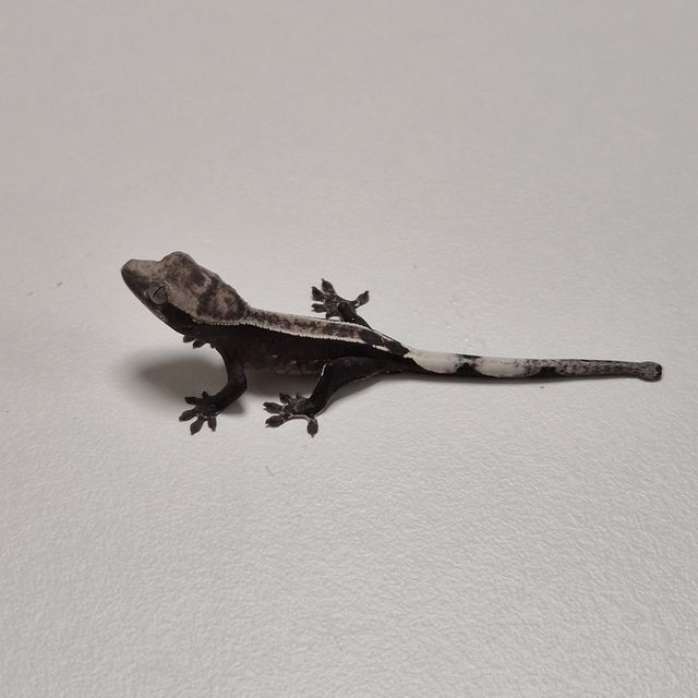 아잔틱 핀스트라이프
