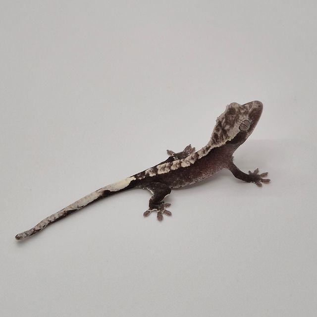 아잔틱