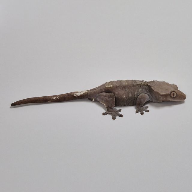 아잔틱