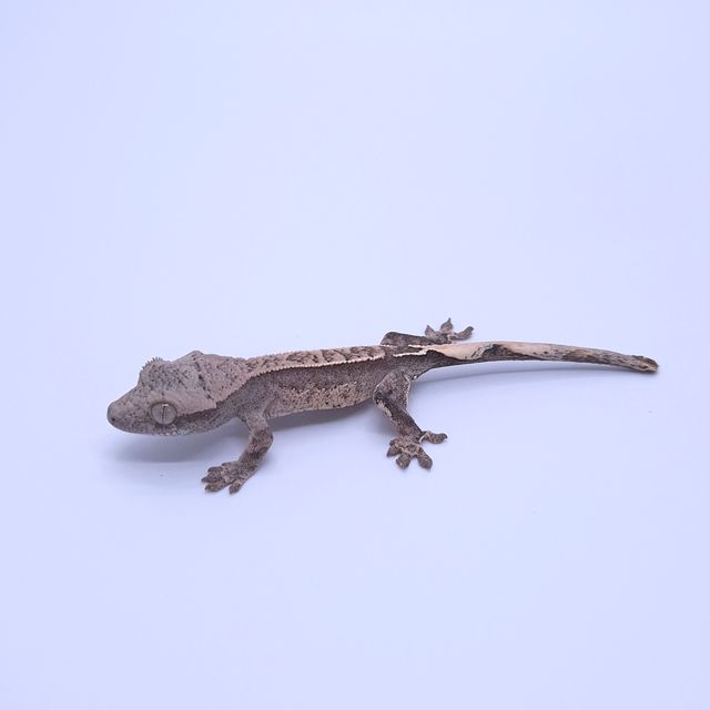 노멀 쿼드