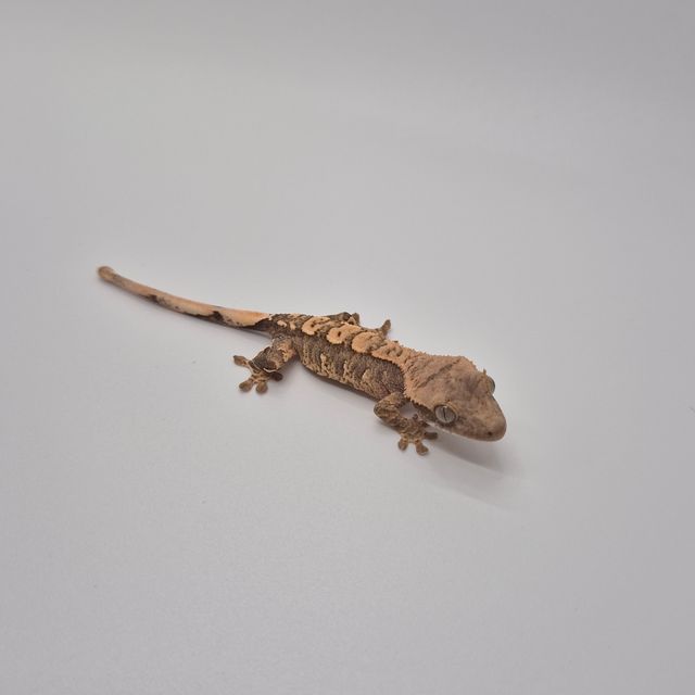 트라이 익스트림할리퀸