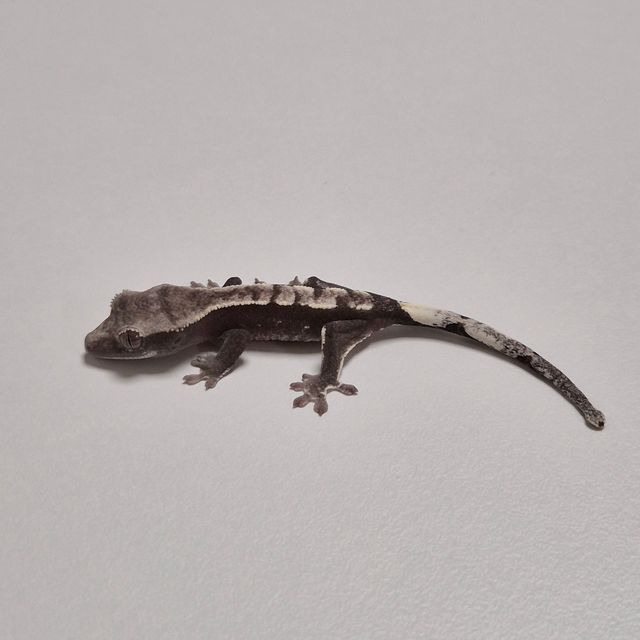 아잔틱