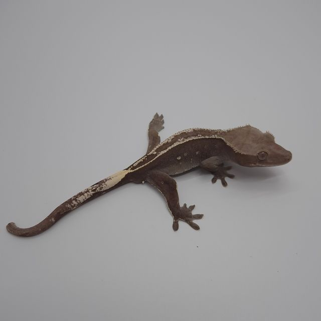아잔틱