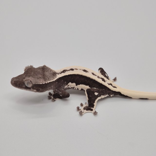 릴잔틱