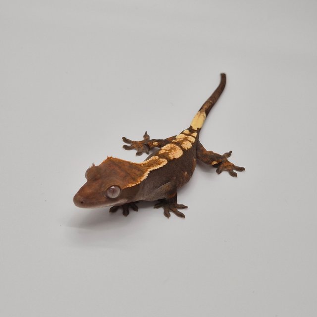 100%헷아잔틱 세이블