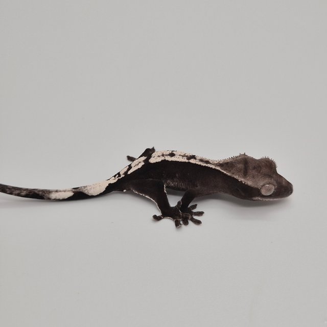 아잔틱