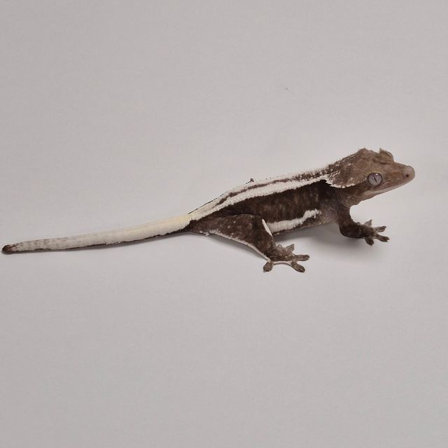 릴잔틱