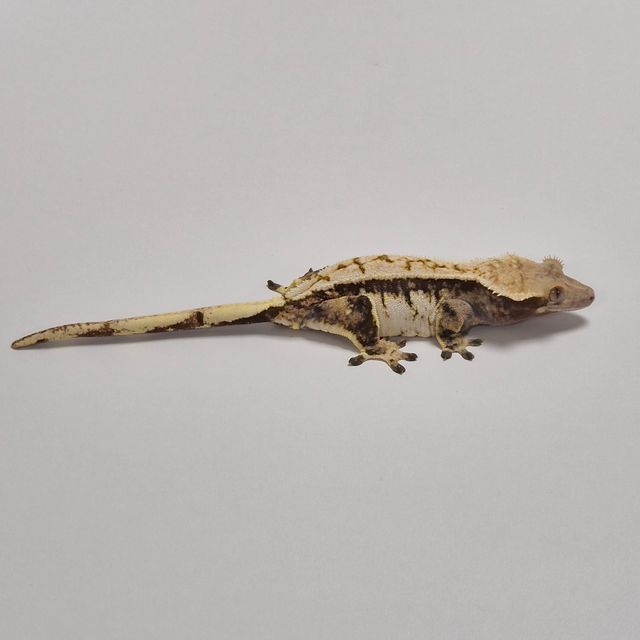노멀
