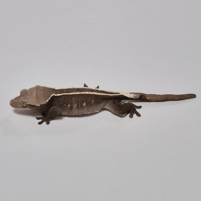 아잔틱 풀핀