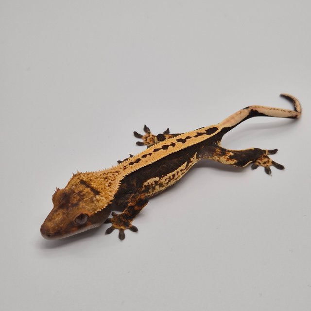 100%헷아잔틱 슈퍼스트라이프