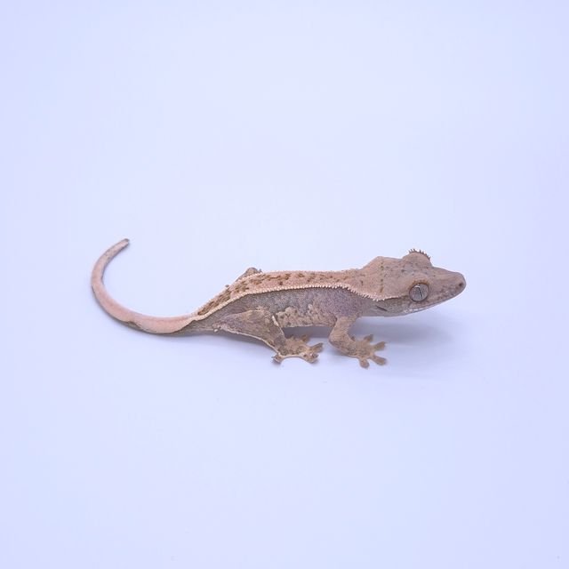 노멀 풀핀 할리퀸