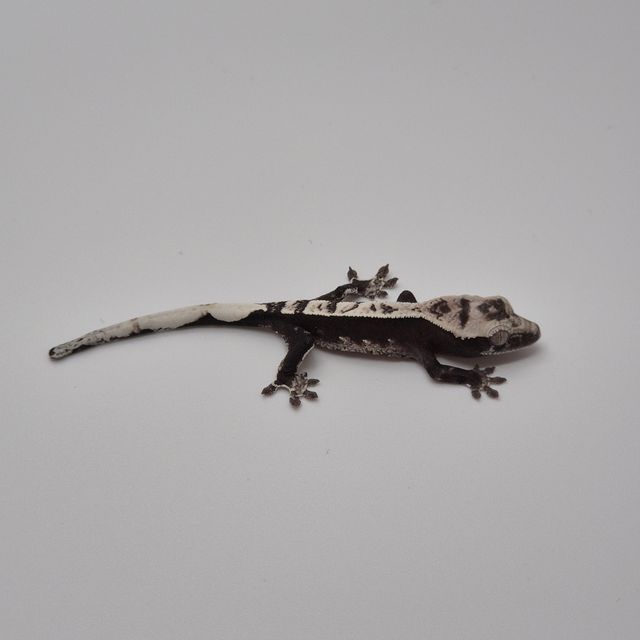 아잔틱