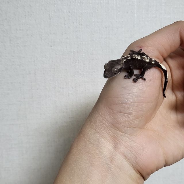 아잔틱