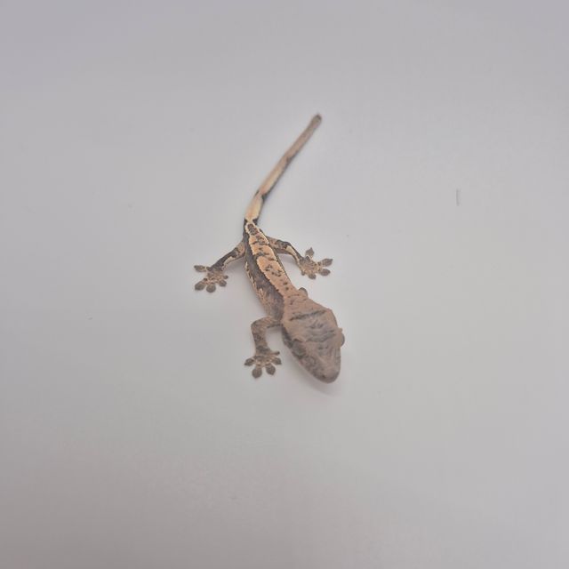 노멀 트라이 익스트림할리퀸