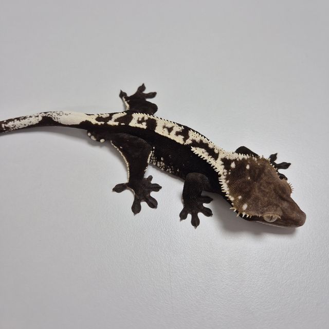 아잔틱