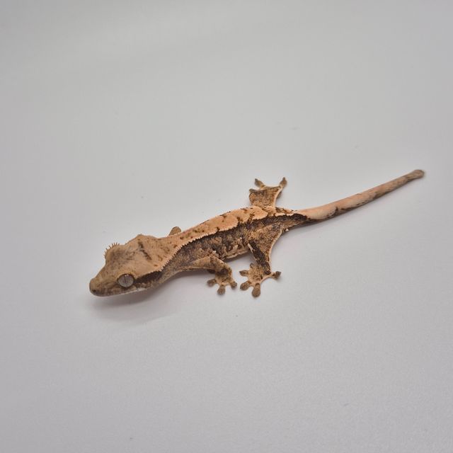 익스트림할리퀸 트라이