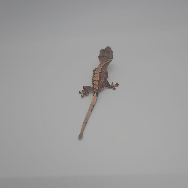 노멀 익스트림할리퀸 트라이 화이트스팟