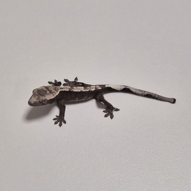 아잔틱