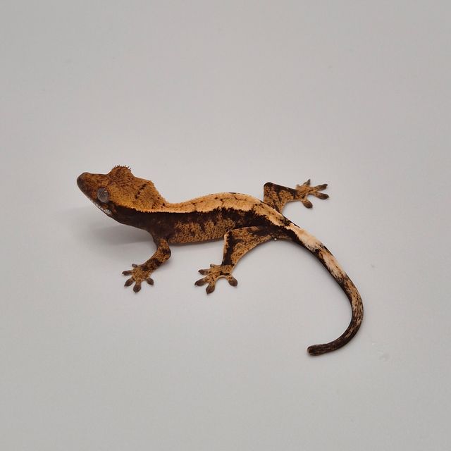 세이블
