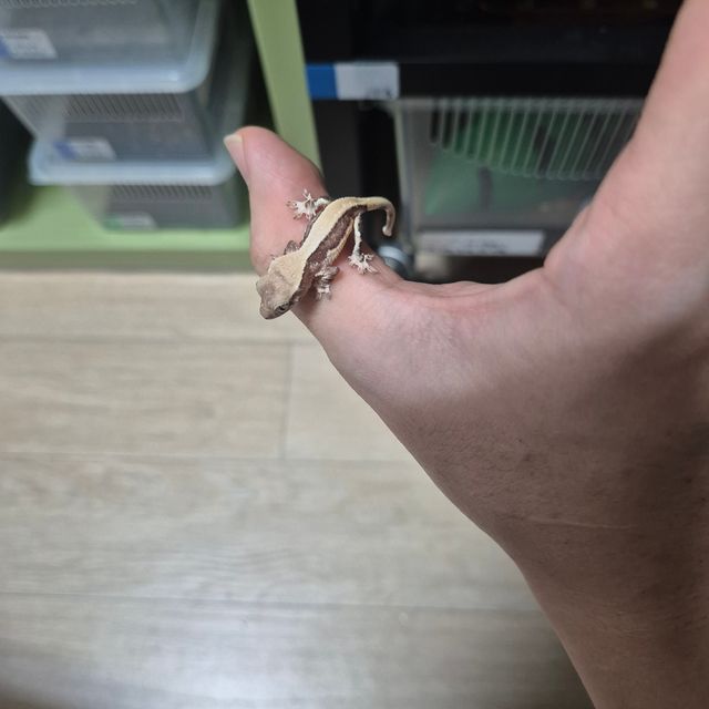 릴리화이트