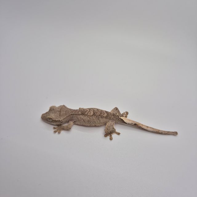 벅스킨 다크