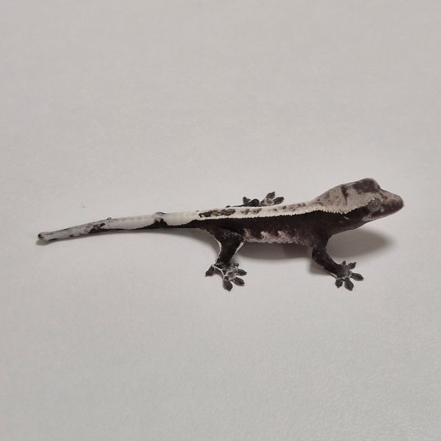 아잔틱 풀핀