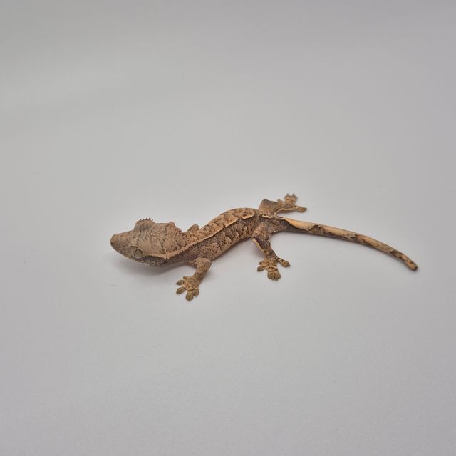 익스트림할리퀸 트라이