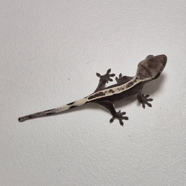 아잔틱 풀핀