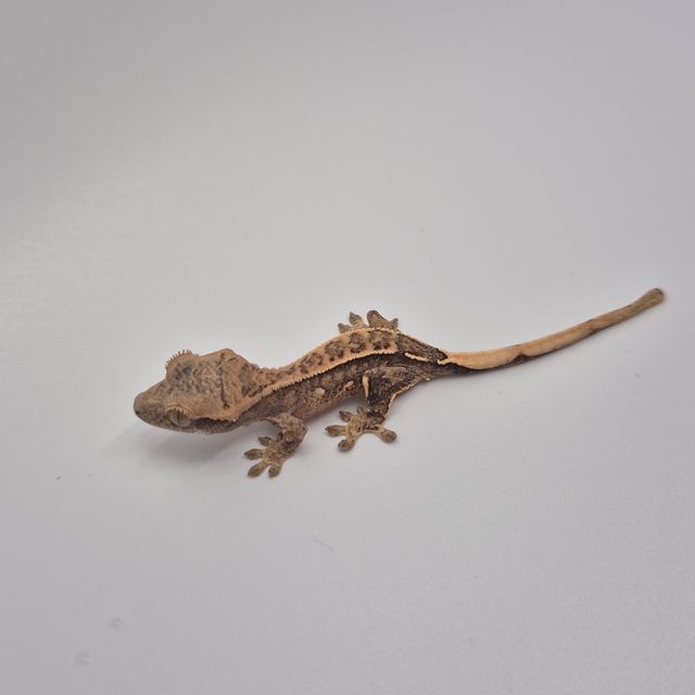 핀스트라이프 트라이 쿼드